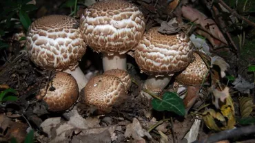 Deva: 13 persoane au ajuns la spital după ce au consumat ciuperci otrăvitoare (VIDEO)