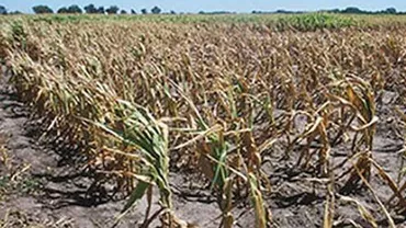 Seceta usucă România! Culturile din sud și sud-est, distruse de soare (VIDEO)