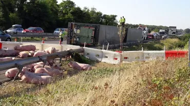 Un camion care transporta animale la abator s-a răsturnat: 100 de porci au rămas liberi pe autostradă (FOTO,VIDEO)
