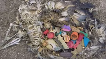 Imagini terifiante din natură. Cum arată paradisul distrus de om (VIDEO)