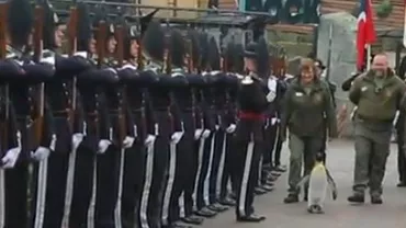 Ceremonie inedită, pinguin regal decorat: Sir Nils Olav a fost avansat la gradul de comandant de brigadă în Gardă Regală Norvegiană (VIDEO)