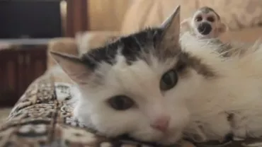 Rusia: Un pui de maimuță a fost adoptat de o pisică. Cele două animale sunt de nedespărțit (VIDEO)