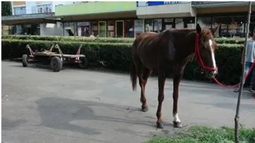 Un cal a provocat PANICĂ pe o stradă din Brăila. Trei mașini au fost avariate (VIDEO)