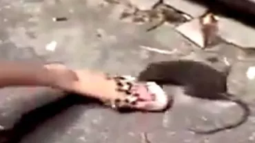 Alertă în China din cauza șobolanilor: Rozătoarele au început să atace oamenii pe stradă (VIDEO)