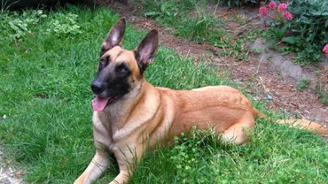 B1TV a găsit proprietar pentru Tey, câinele declarat "incompetent" de IPJ Neamț: Un iubitor de animale din Bacău va lua patrupedul (VIDEO)