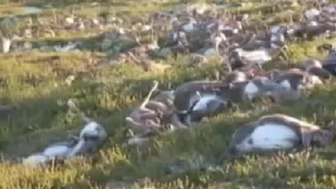 Dezastru ecologic în Norvegia: 323 de reni uciși de fulger (VIDEO)