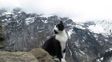 Pisicuța salvatoare din Elveția: Cum a ajutat felina un turist care se rătăcise pe munte (VIDEO)