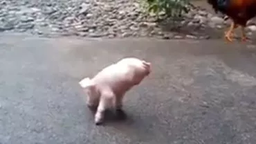 IMAGINI ŞOCANTE cu un purceluș care are doar două membre. Animalul reușește să se deplaseze fără ajutor (VIDEO)