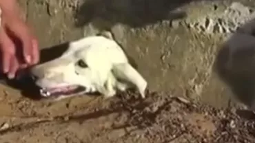 Operaţiune de salvare emoţionantă! O cățelușă a fost salvată, după ce a rămas blocată în beton (VIDEO)