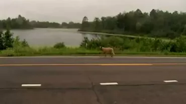 Un câine a ajuns vedeta orașului, după ce a parcurs zilnic, timp de 12 ani, un drum de 6 kilometri (FOTO, VIDEO)
