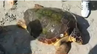 Premieră pe o plajă din România: O țestoasă uriașă a fost văzută pe litoralul Mării Negre (VIDEO)
