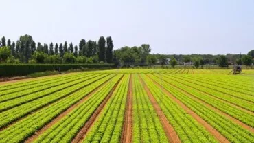 Cel mai mare trader român de cereale: ”Cu Dunărea care ne curge la picioare, în fiecare an vorbim de secetă”