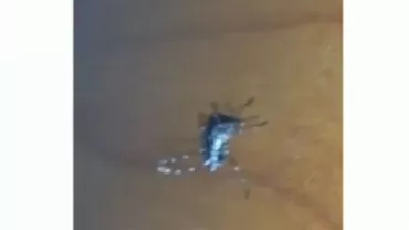 Un bucureștean a filmat în propria casă un țânțar-tigru, insecta care transmite virusul Zika (VIDEO)