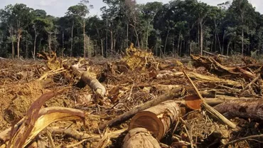 Sancțiuni mai dure pentru defrișări: Tăierile ilegale de păduri vor fi amendate mai aspru în urma unei ordonanțe de urgență adoptate de guvern (VIDEO)