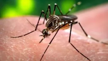 Infecția cu virusul West-Nile a fost confirmată la un elev de 15 ani din Mangalia (VIDEO)
