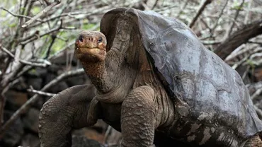 Don Juan-ul țestoaselor. Masculul Diego a făcut atât de mult sex încât și-a salvat specia de la extincție (VIDEO)