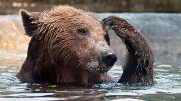 Doi ruși s-au filmat în timp ce alergau doi urşi (VIDEO)