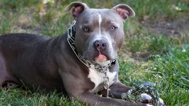 Un bărbat a fost filmat în timp ce abuza sexual un pitbull: Ce a urmat e înfiorător! (FOTO ŞOCANT)