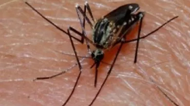 Încă un român a murit din cauza virusului West Nile:  Mai multe centre de transfuzie din țară au început să ia măsuri de prevenţie
