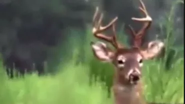 CERBUL buclucaș! De ce s-a ales un bărbat cu PENISUL mușcat în timp ce iubita îi făcea SEX ORAL în maşină!