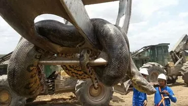 Descoperire incredibilă: Muncitorii de pe un șantier de construcții din Brazilia au găsit un șarpe anaconda de 10 metri și 400 de kilograme (VIDEO)