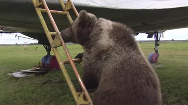 Un echipaj de piloți ruși au adoptat un pui de urs (VIDEO)