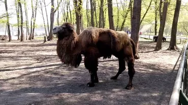 Primul Zoo din România înscris pe harta mondială a grădinilor zoologice