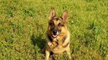 Mesaj emoționant după moartea unui câine polițist:  "Rombi m-a așteptat să ajung, să ne privim în ochi, înainte să îi închidă pe ai lui"