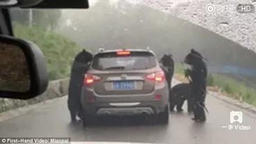 Moment terifiant într-un safari din China. Mai mulți urși au înconjurat o mașină încercând să deschidă ușile