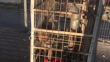 “Vă rog să salvăm acest animăluţ”. Apel disperat al unei studente după ce a văzut o maimuță chinuită și ținută în condiții greu de suportat într-o benzinărie din Huși (FOTO)
