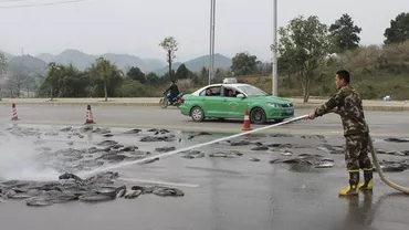 Plouă cu PEȘTI congelați în mai multe județe din România. Sute de tone, aruncate din AVIOANE