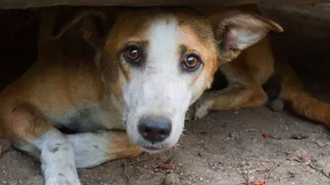 ȘOCANT! Un invidivid din Galați a ucis cu cruzime un câine și a fugit de la locul faptei (FOTO)