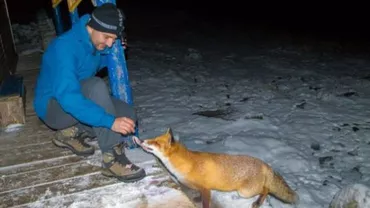Vulpea Bella, atracția de la Lacul Bucura: Animalul întâmpină și păzește turiștii pentru mâncare (VIDEO)