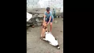 Un minor, filmat în timp ce și-a pus propriul câine SĂ MUȘTE un alt patruped venit în curtea sa! ATENȚIE! Imagini cu un PUTERNIC IMPACT EMOȚIONAL! (VIDEO)