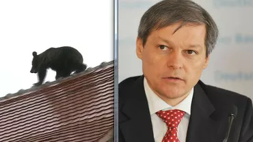 Premierul intervine în cazul ursului ucis la Sibiu: Dacian Cioloș cere de la autorități rapoartele complete până luni