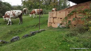 Cetatea din Munții Orăștiei, unul dintre puținele situri UNESCO din România, a devenit loc de pășunat pentru vite (VIDEO)