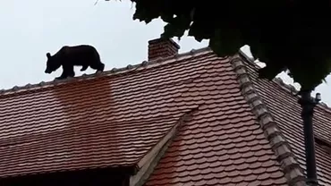 Șeful Poliției din Sibiu a demisionat din funcție după apariția informațiilor că ar fi ordonat unui subaltern să dea cu mașina peste ursul care s-a plimbat liber prin oraș