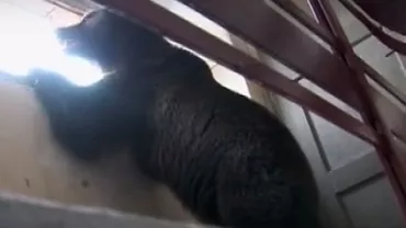 O ursoaică de 300 kg a fost tranchilizată în siguranță la etajul 3 al unei clădiri din Brașov: Cazul de acum câțiva ani, readus în actualitatea după incidentul de la Sibiu (VIDEO)