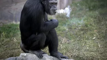 Cel mai modern cimpanzeu trăiește în Coreea de Nord. Dalle fumează un pachet de țigări pe zi și știe să și le aprindă singur (VIDEO)