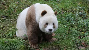 IMPRESIONANT: Singurul urs panda de culoare maro din lume, la o rezervație naturală din China (FOTO, VIDEO)