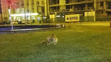 Sibiul, ATRACȚIE pentru animalele sălbatice! O VULPE a fost fotografiată într-o zonă circulată (FOTO)