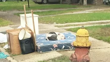 Lecție de viață, dată de un patruped! Un pitbull a fost abandonat de stăpâni, după ce s-au mutat în alt oraș ! Câinele i-a așteptat timp de o lună în fața casei (FOTO)