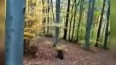 Un pui de urs lovit de o maşină a fost tranchilizat după 12 ore de la accident (VIDEO)