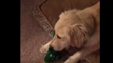 IMAGINEA ZILEI: Reacția incredibilă a unui câine când stăpânul său se costumează în jucărie (VIDEO)