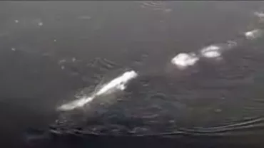 UIMITOR, Monstrul Loch Ness a fost depistat de localnicii din Alaska! (VIDEO)