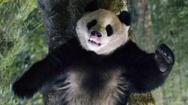 A intrat în cușca unui panda și S-A LUAT LA TRÂNTĂ cu acesta (VIDEO-FOTO)