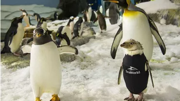 Pinguinul rămas fără pene a primit un costum de neopren (FOTO)