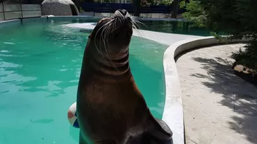 Johnny, leul de mare de la Delfinariul din Constanța a încetat din viață (FOTO)