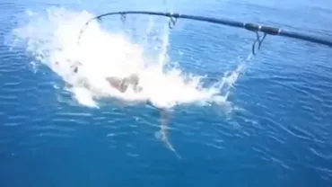 Imagini șocante în Australia: Un rechin a ieșit brusc din adâncuri și și-a înfipt colții în captura unor pescari (VIDEO)