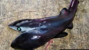 UIMITOR! SPECIE RARĂ de Rechini cu DOUĂ CAPETE descoperiți în mai multe zone din lume (FOTO)